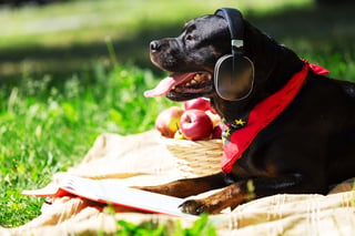 Cute dog in summer park wearing headphones.jpeg