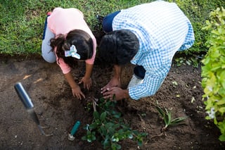 Father and daughter planting tree in garden at backyard.jpeg
