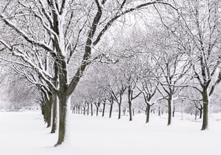 Quiet avenue of trees after a snowstorm An aspect of winter more agreeable to many than what they often see on newscasts.jpeg