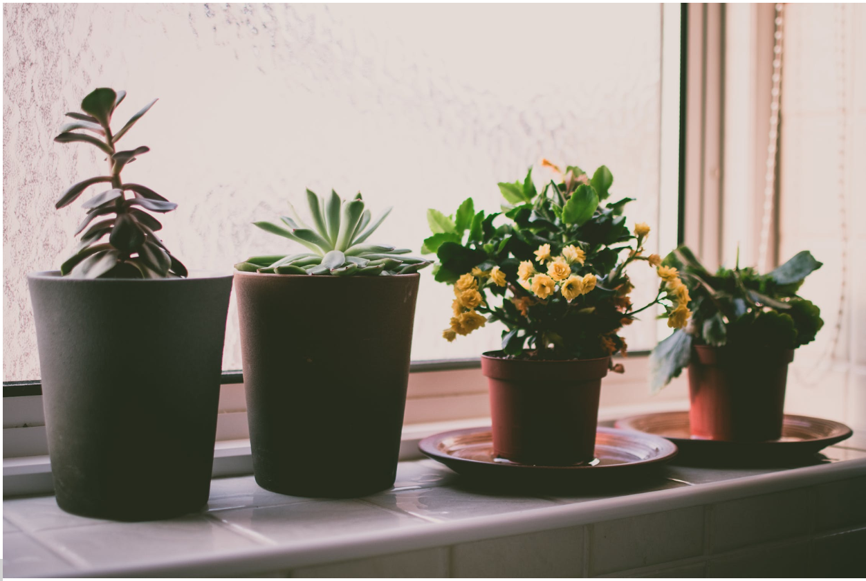 Houseplant Care Guide