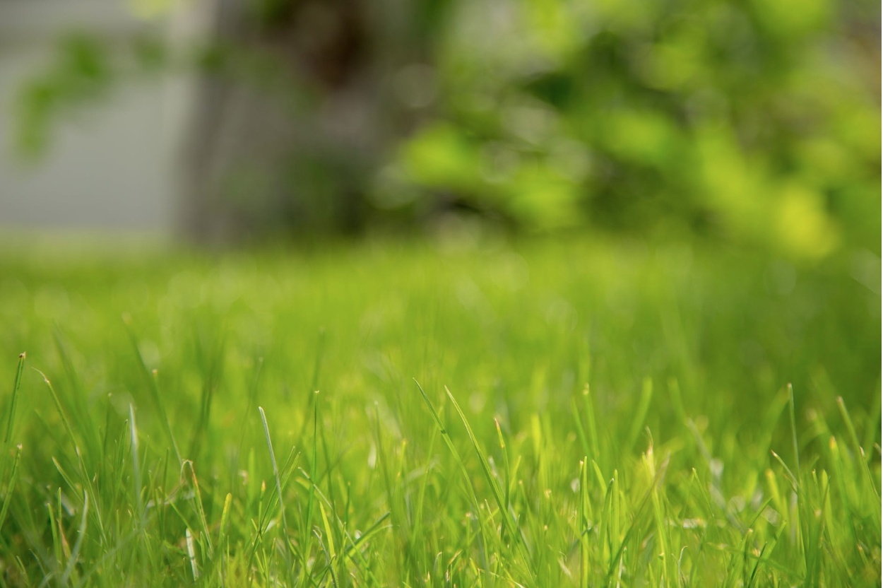 Choosing the Best Grass Type for Your Virginia Home