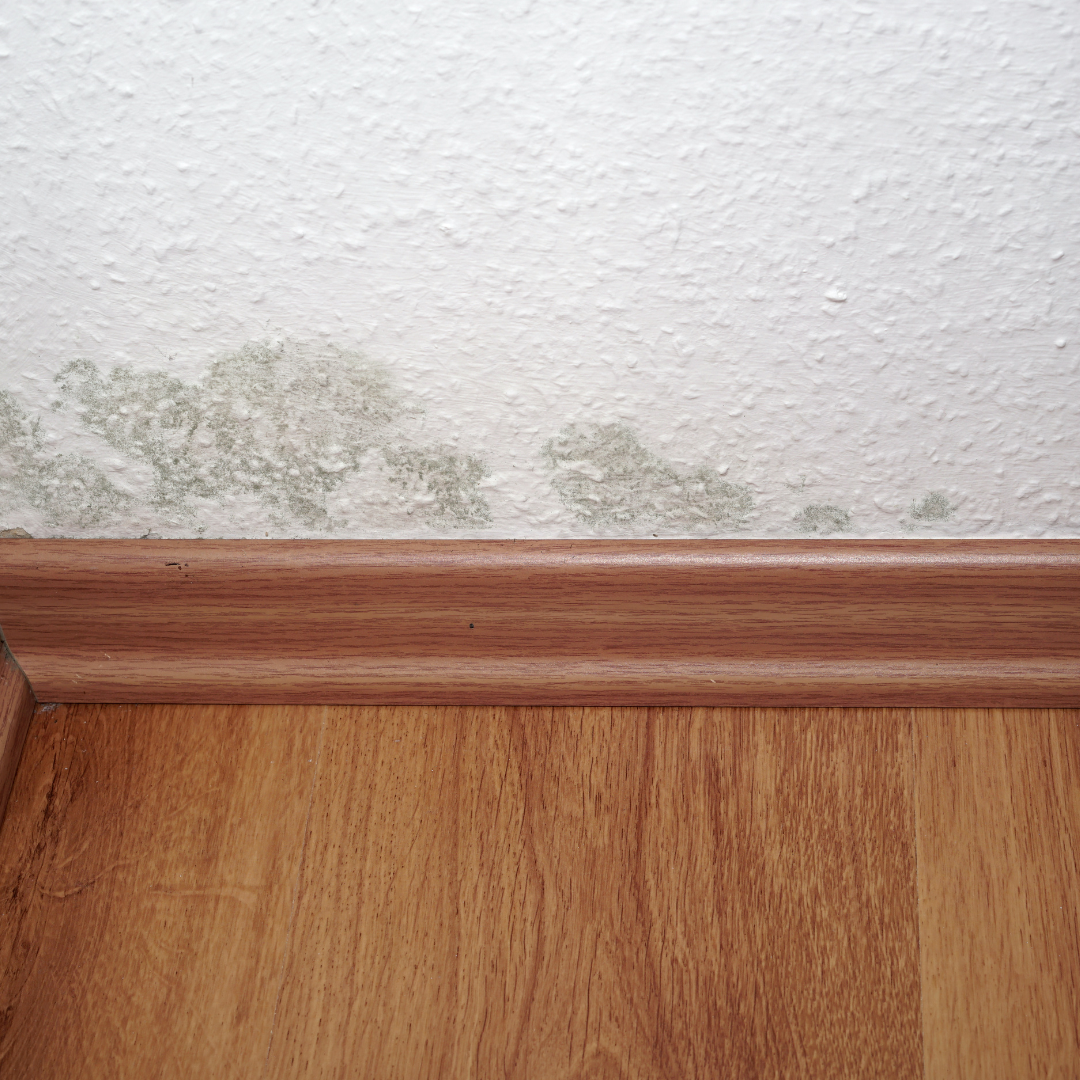 8 Warning Signs Your Home Has a Mold Problem
