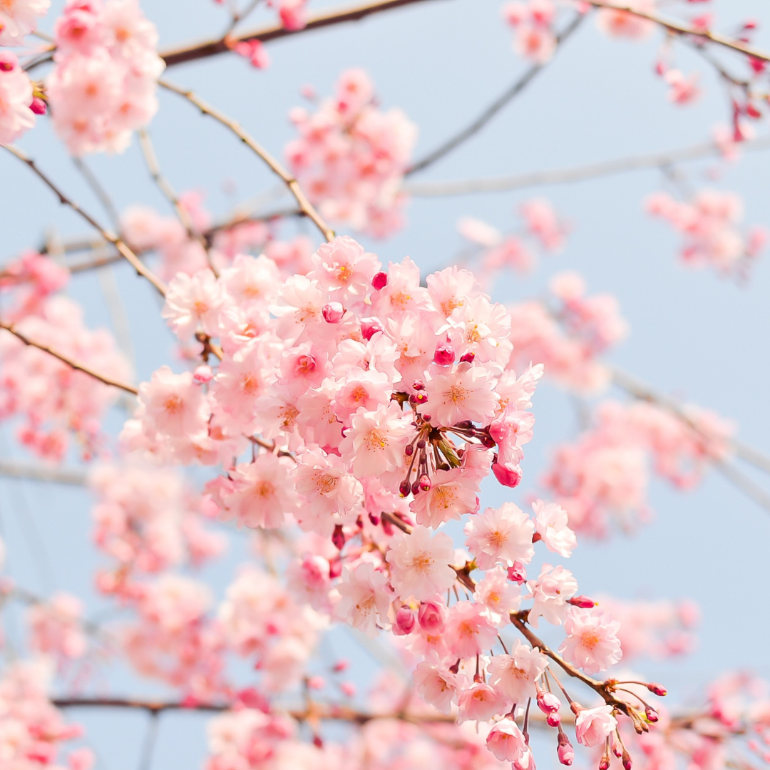 The National Cherry Blossom Festival 2023 is in Full Bloom