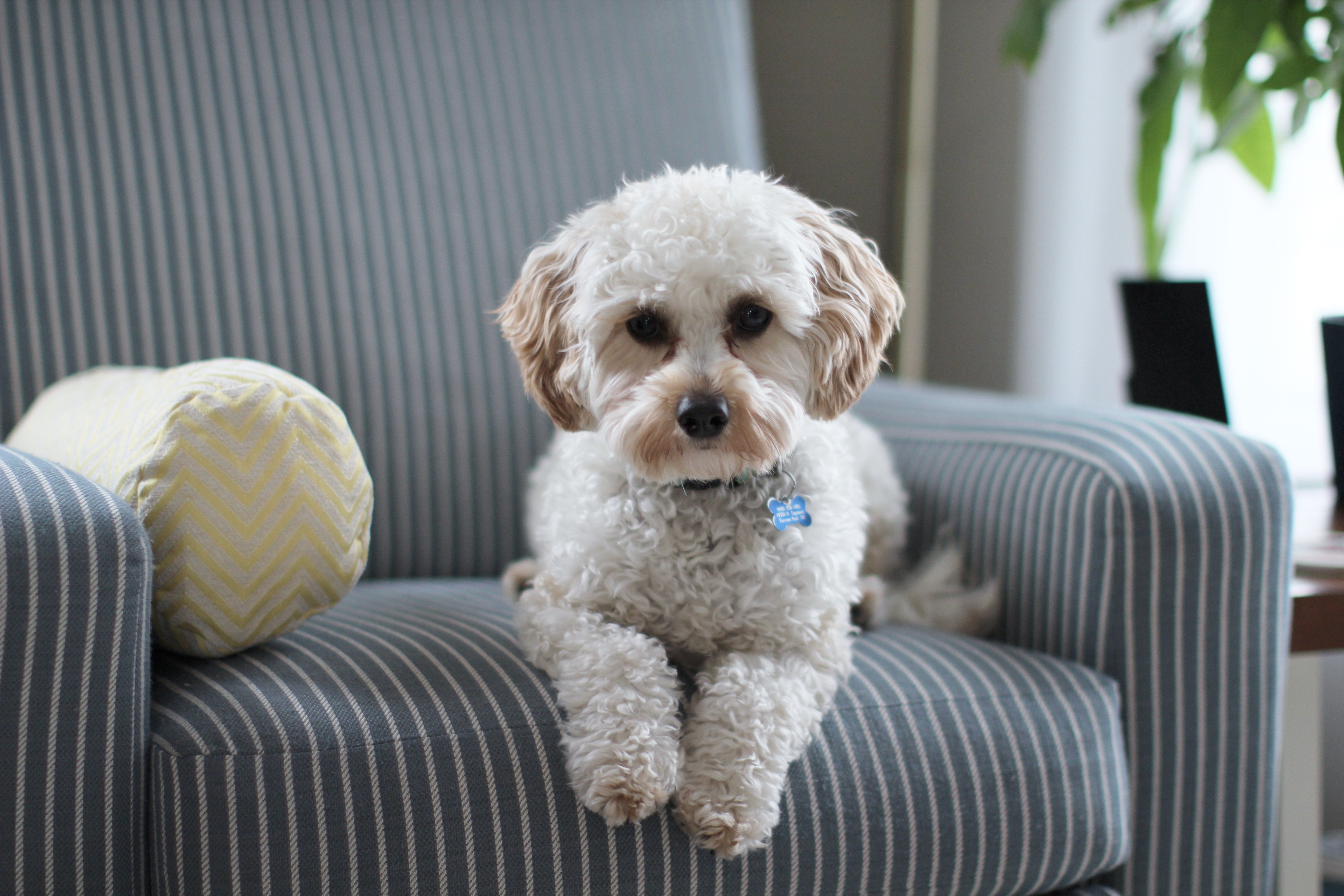 The Best Home Staging Advice For Pet Owners