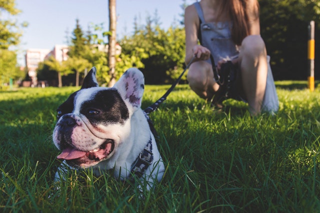 Dog-Friendly Weekend Activities in Loudoun County, VA