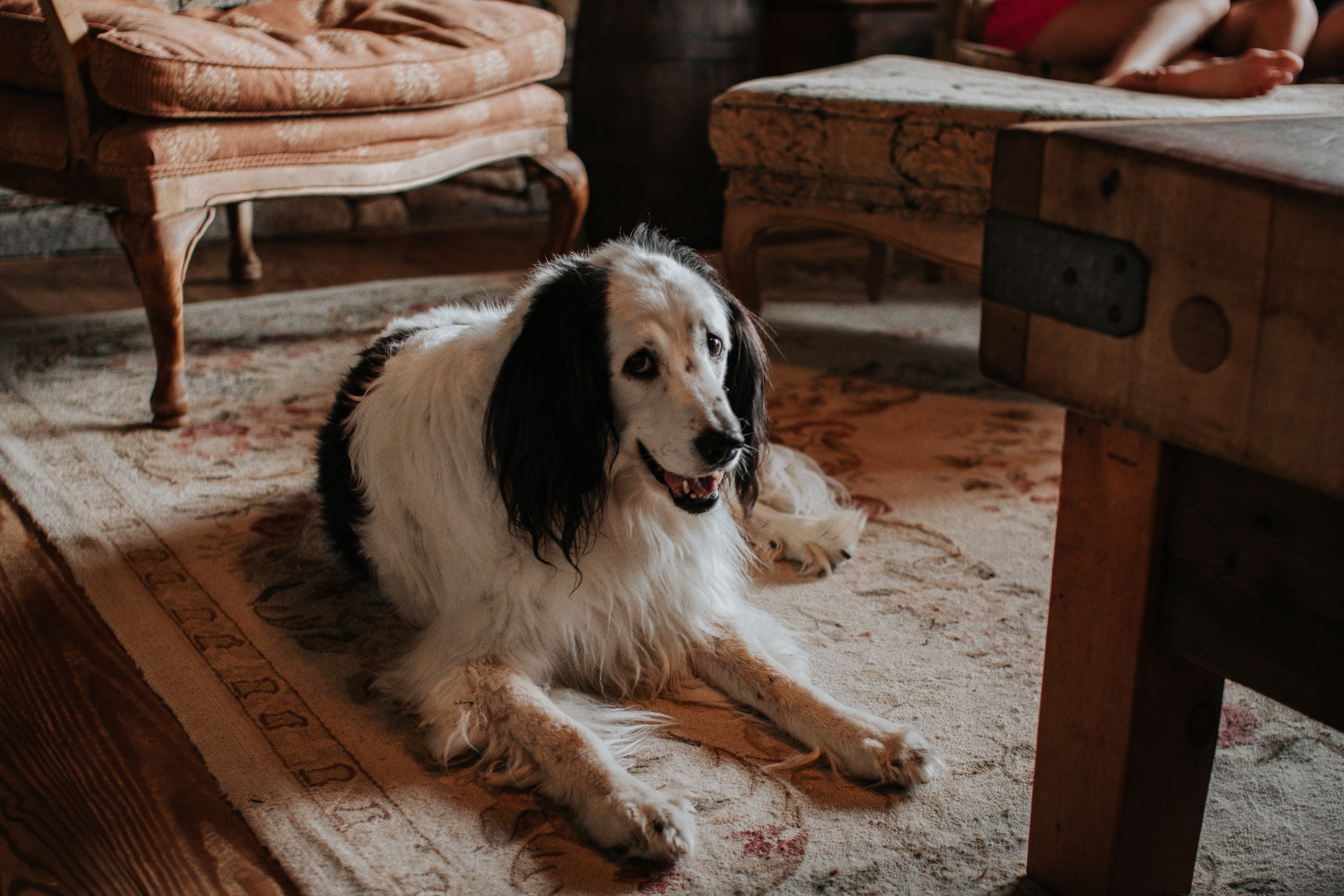 9 Budget-Friendly Ways for Dog Owners to Keep a Clean Home